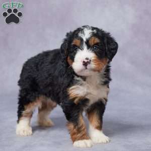 Lily, Mini Bernedoodle Puppy